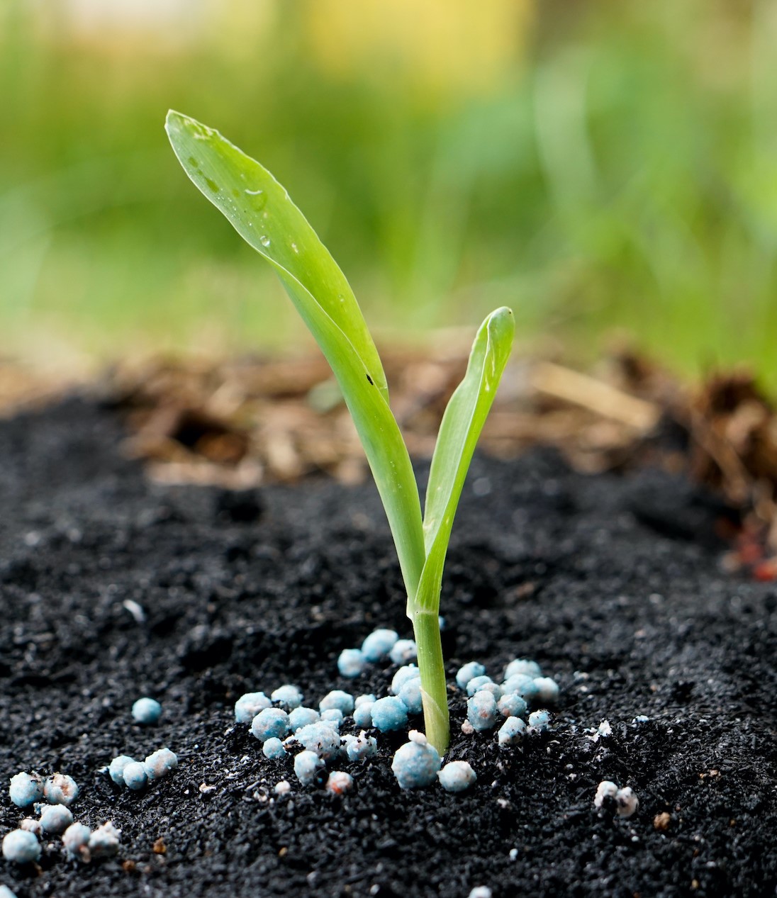 corn seedling