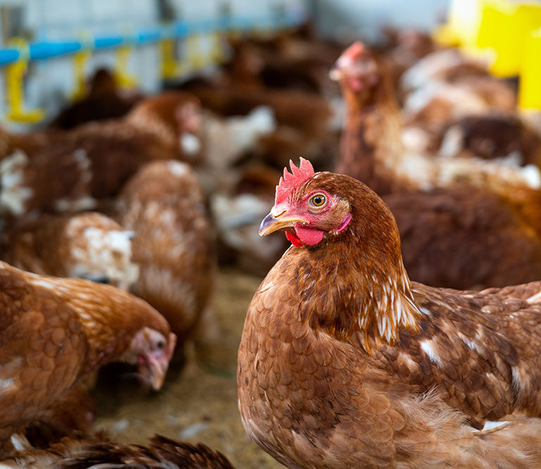 Brown chickens, hens in farm