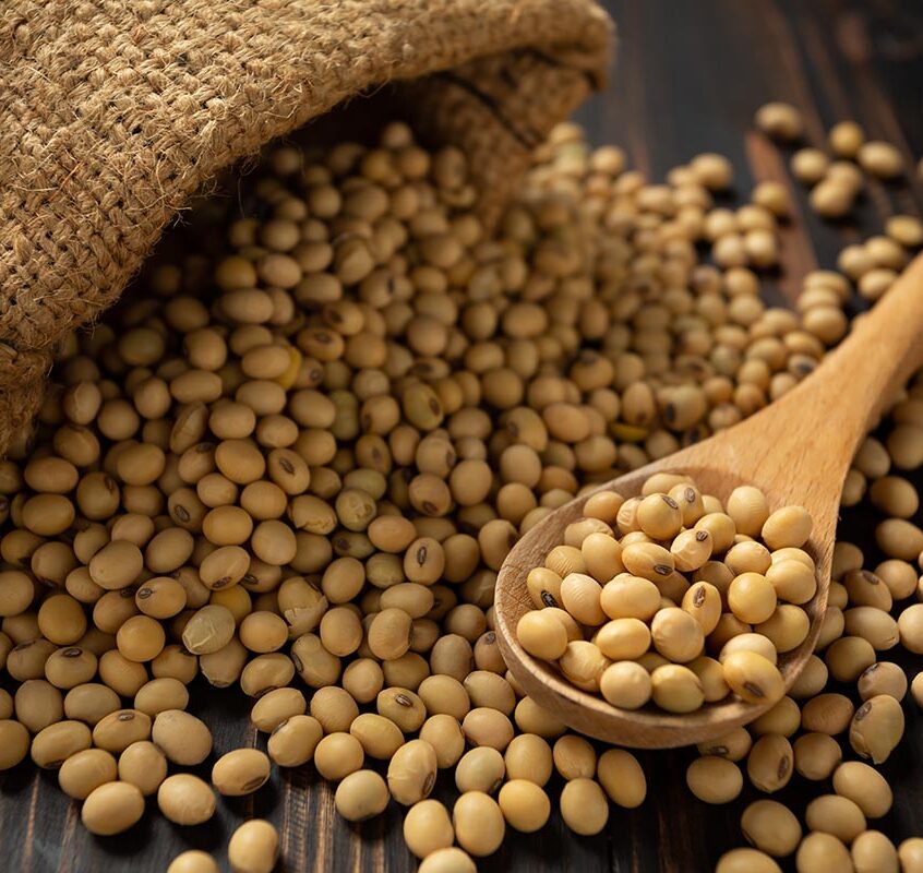 Soy bean on white table background