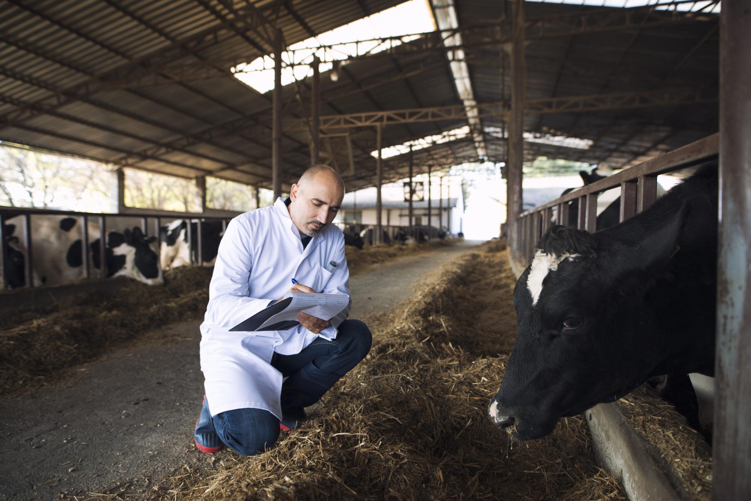 Veterinarian doctor checking health status of cattle at cows farm